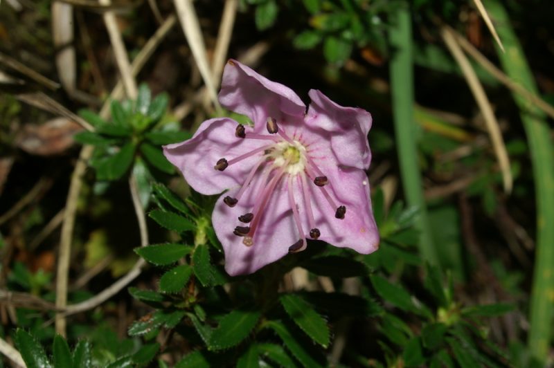 Navadni slečnik (Rhododendron chamecistus), Planina Zapotok, 2007-08-26 (Foto: Benjamin Zwittnig)