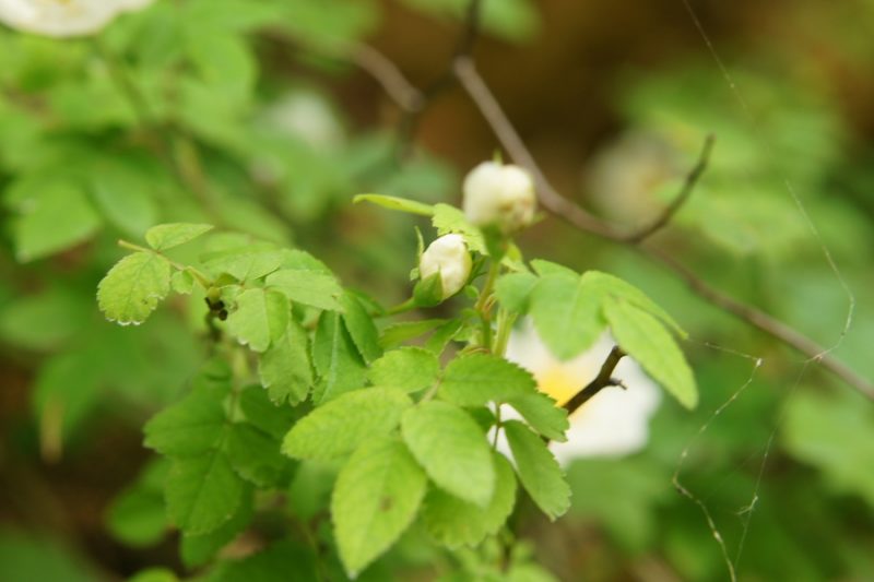 Njivski šipek (Rosa arvensis), Petačev graben, 2013-06-25 (Foto: Benjamin Zwittnig)