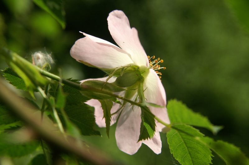 Navadni šipek (Rosa canina), Cerkniško jezero, 2010-06-07 (Foto: Benjamin Zwittnig)