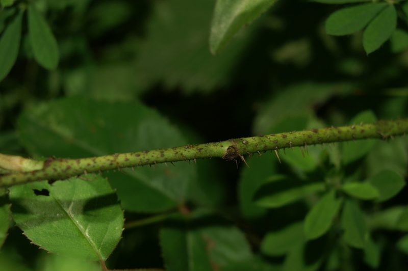 Francoski šipek (Rosa gallica), Toško Čelo, 2008-06-08 (Foto: Benjamin Zwittnig)