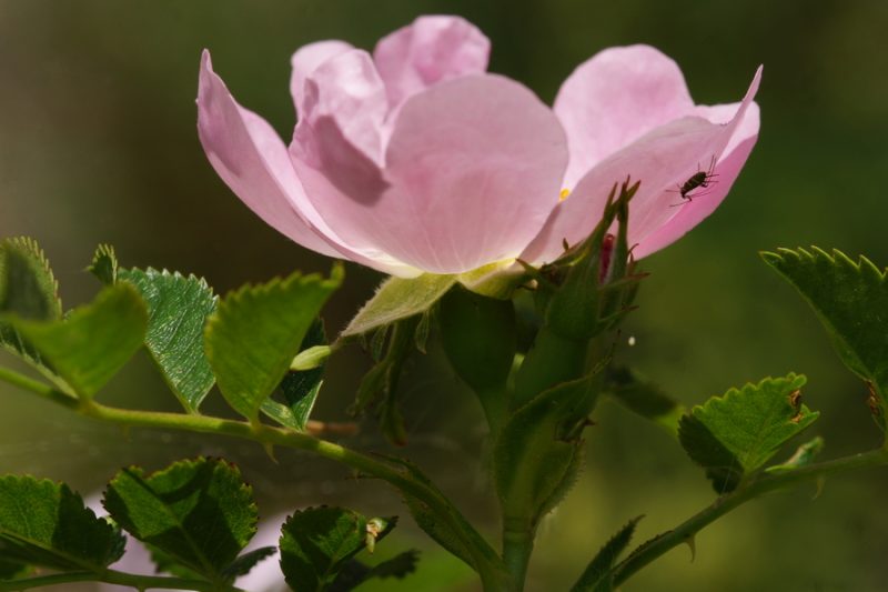 Jundzilijev šipek (Rosa jundzillii), Nanos, 2015-05-17 (Foto: Benjamin Zwittnig)