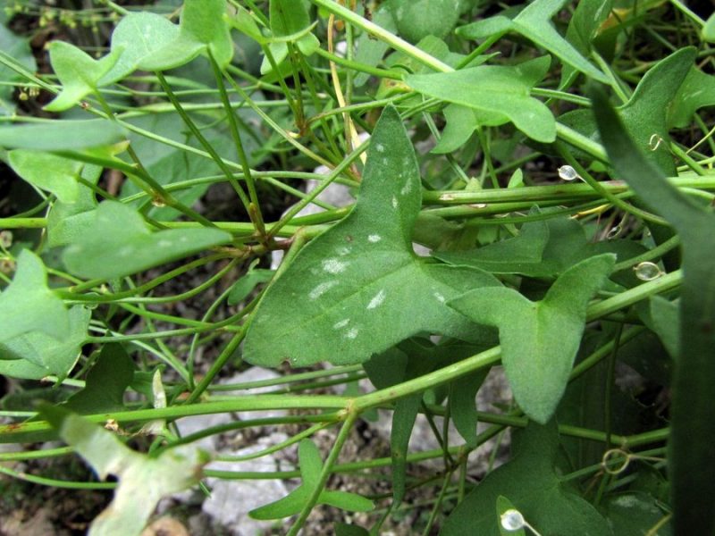 Ščitasta kislica (Rumex scutatus), melišče pod Rzenikom, 2010-07-31 (Foto: Boris Gaberšček)