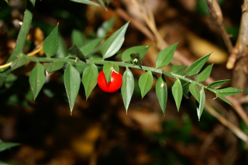 Bodeča lobodika (Ruscus aculeatus), 2006-10-30 (Foto: Benjamin Zwittnig)