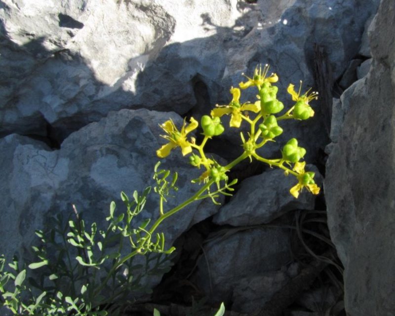 Vinska rutica (Ruta graveolens), Šnežnik, 2010-08-10 (Foto: Boris Gaberšček)