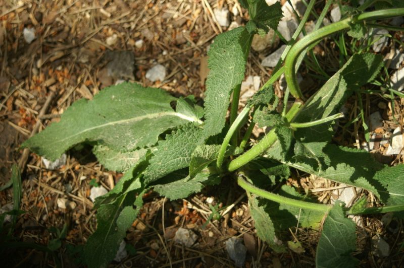 Travniška kadulja (Salvia pratensis ssp. pratensis), Setnica I, 2008-06-01 (Foto: Benjamin Zwittnig)