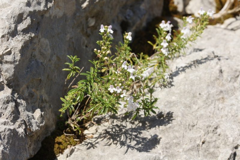 Kraški šetraj (Satureja montana), pod Vremščico, 2015-09-06 (Foto: Benjamin Zwittnig)