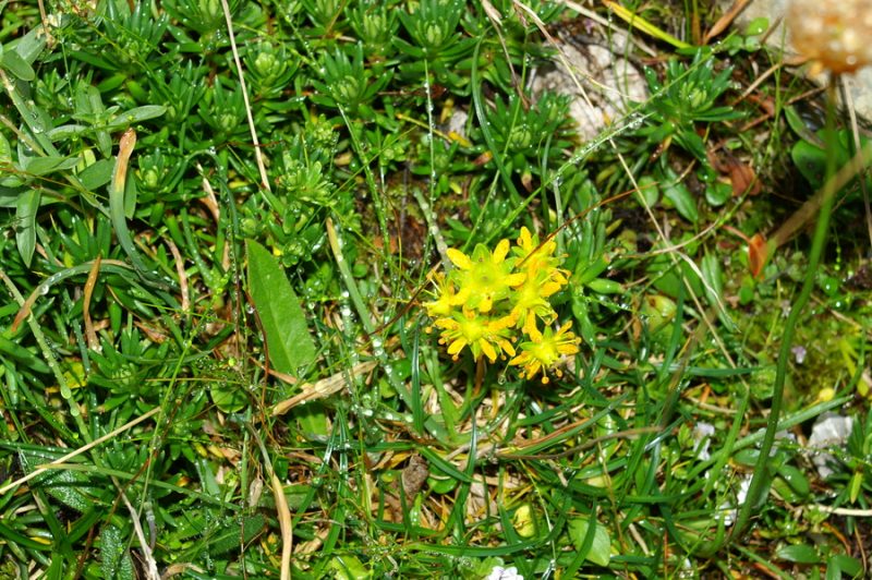 Vednozeleni kamnokreč (Saxifraga aizoides), Studorski preval, 2006-09-23 (Foto: Benjamin Zwittnig)