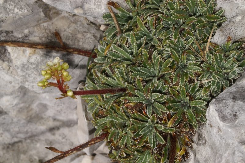 Skorjasti kamnokreč (Saxifraga crustata), Jerebica, 2007-07-31 (Foto: Benjamin Zwittnig)