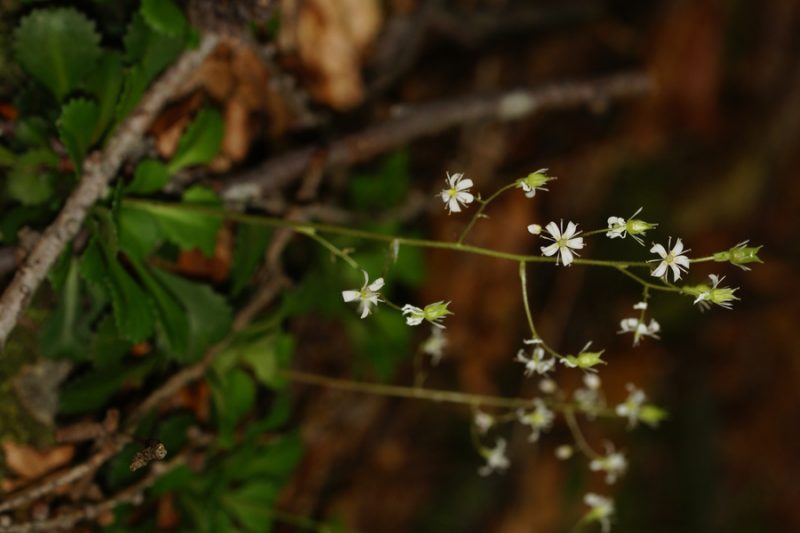 Klinolistni kamnokreč (Saxifraga cuneifolia), Ljublelj - Prevala, 2014-06-11 (Foto: Benjamin Zwittnig)