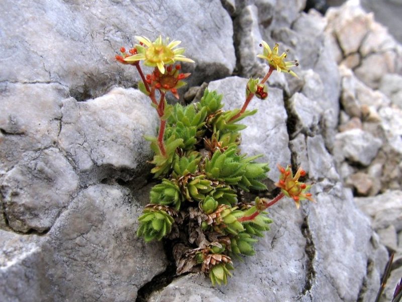 Hohenwartov kamnokreč (Saxifraga hohenwartii), Stol, 2009-07-22 (Foto: Boris Gaberšček)