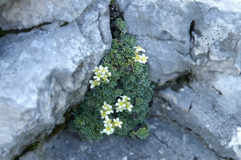 Grozdasti kamnokreč (Saxifraga paniculata), Mangrtsko sedlo, 2008-07-22 (Foto: Benjamin Zwittnig)