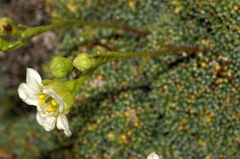 Nasršeni kamnokreč (Saxifraga squarrosa), Jerebica, 2007-07-31 (Foto: Benjamin Zwittnig)