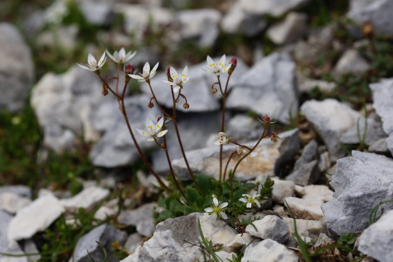 Zvezdasti kamnokreč (Saxifraga stellaris ssp. alpigena), 2015-07-11 (Foto: Benjamin Zwittnig)