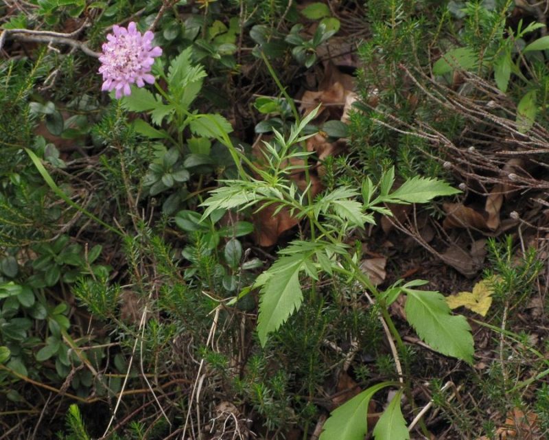 Bleščeči grintavec (Scabiosa lucida ssp. lucida), dolina Vrata, 2012-07-18 (Foto: Boris Gaberšček)