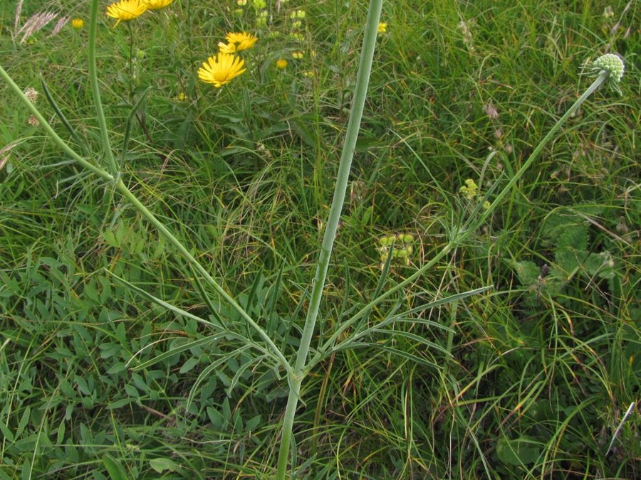 Bleščeči grintavec (Scabiosa lucida ssp. stricta), Porezen, 2013-07-05 (Foto: Boris Gaberšček)
