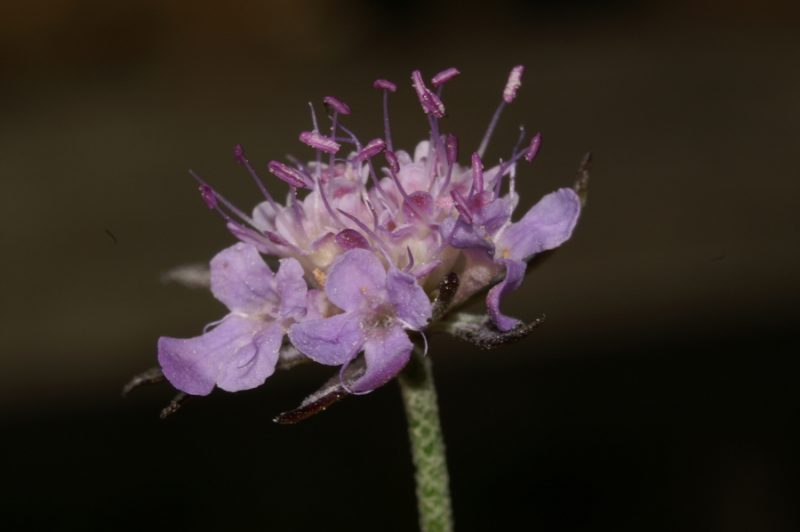 Poljski grintavec (Scabiosa triandra), Setnica, 2007-09-16 (Foto: Benjamin Zwittnig)