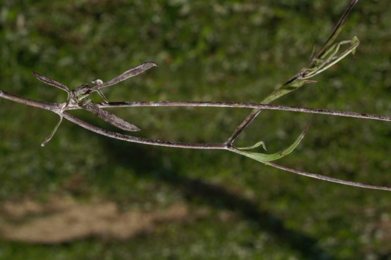 Poljski grintavec (Scabiosa triandra), Setnica, 2007-09-16 (Foto: Benjamin Zwittnig)