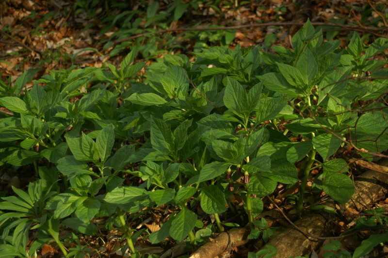 Kranjska bunika (Scopolia carniolica), Katarina nad Ljubljano, 2008-04-15 (Foto: Benjamin Zwittnig)