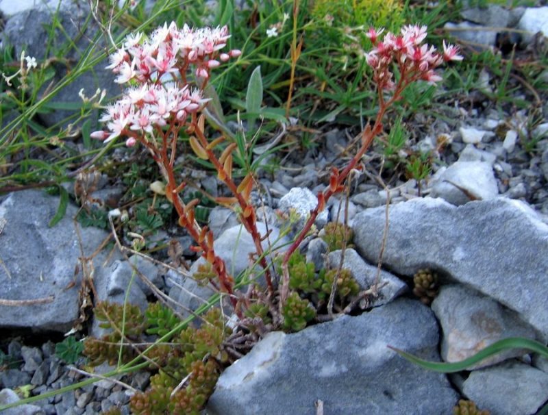 Bela homulica (Sedum album), Žirovniška planina, 2009-07-22 (Foto: Boris Gaberšček)