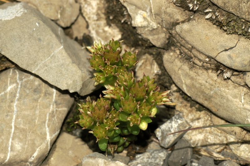 Črnikasta homulica (Sedum atratum), Velika planina II, 2008-06-26 (Foto: Benjamin Zwittnig)