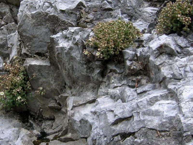 Dlakavolistna homulica (Sedum dasyphyllum), zahodno pobočje Kočne nad Zg. Kokra (Kamniške Alpe), 2009-07-04 (Foto: Boris Gaberšček)