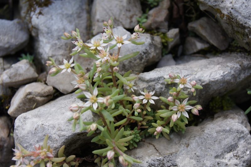 Španska homulica (Sedum hispanicum), planina Leskovca (pod Krnom), 2010-07-19 (Foto: Benjamin Zwittnig)