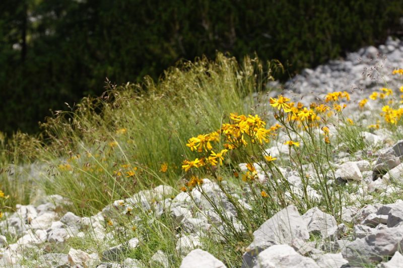 Abraščevolistni grint (Senecio abrotanifolius), Vrata - bivak II, 2015-07-11 (Foto: Benjamin Zwittnig)