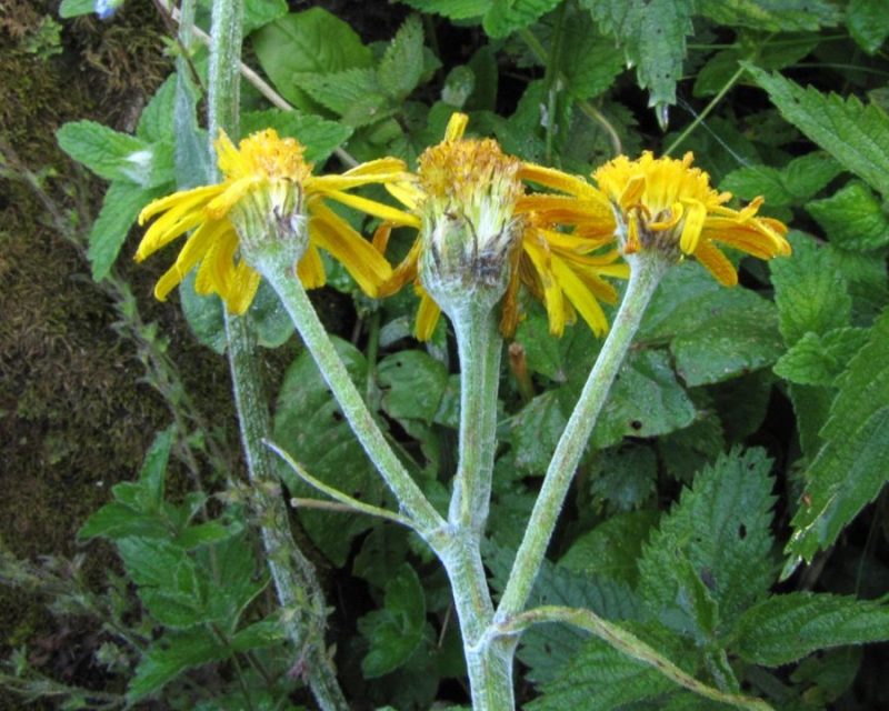 Divjakovški grint (Senecio doronicum), Pri pastirjih (pod Kamniškim sedlom), 2011-06-27 (Foto: Boris Gaberšček)