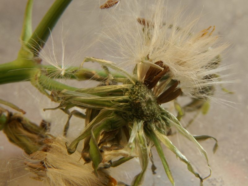 Navadni grint (Senecio vulgaris), Ljubljana, 2010-07-07 (Foto: Benjamin Zwittnig)