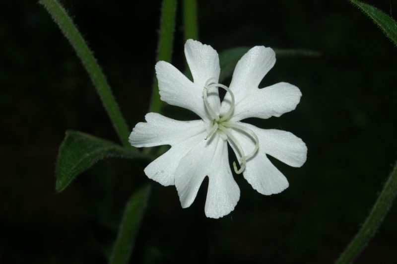 Beli slizek (Silene latifolia), Čolnišče II, 2008-05-04 (Foto: Benjamin Zwittnig)