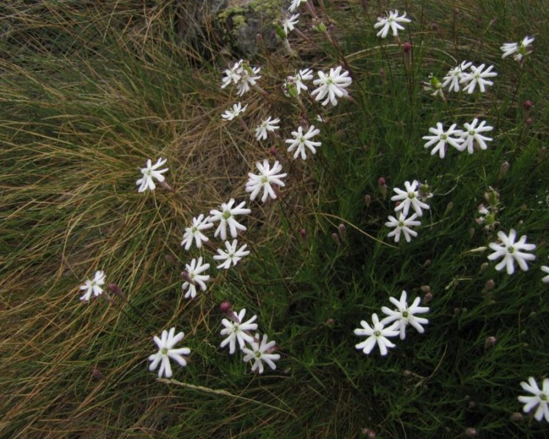 Kamnokrečna lepnica (Silene saxifraga), vrh Komna (Smrekovec), 2010-08-05 (Foto: Boris Gaberšček)