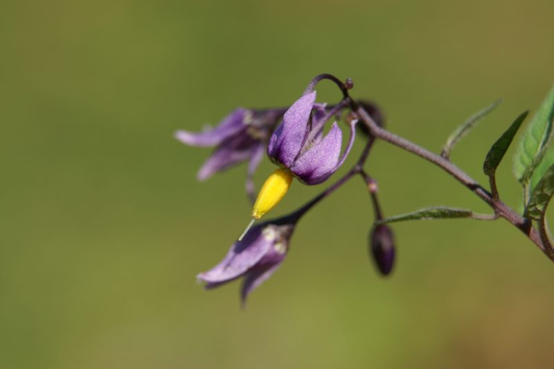 Grenkoslad (Solanum dulcamara), Podgozd (Žužemberk), 2008-07-05 (Foto: Benjamin Zwittnig)