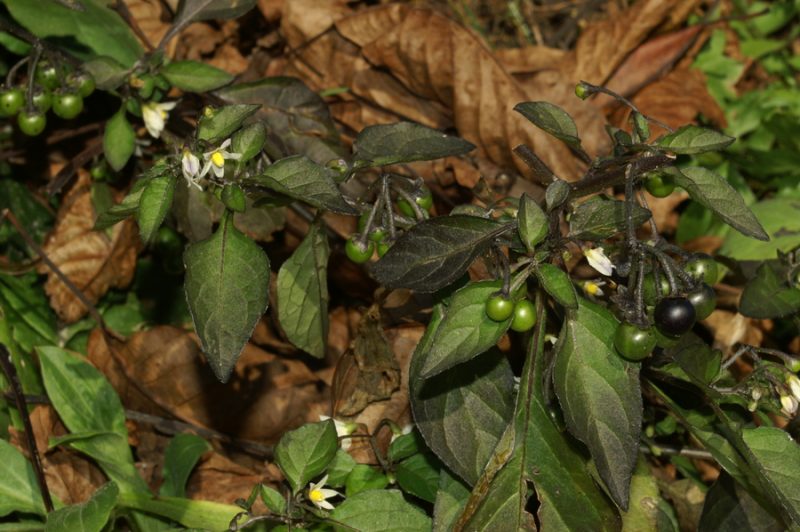 Pasje zelišče (Solanum nigrum ssp. nigrum), Setnica, 2007-11-10 (Foto: Benjamin Zwittnig)
