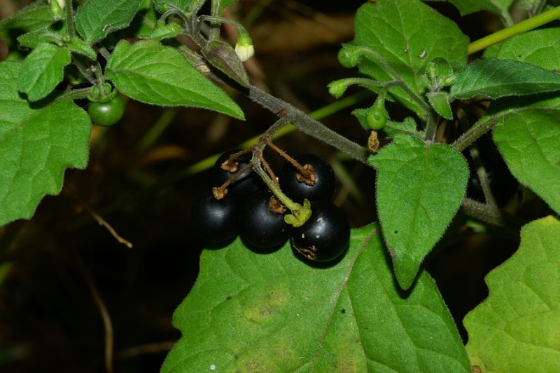 Pasje zelišče (Solanum nigrum ssp. schultesii), Breg (G. Brda), 2006-10-29 (Foto: Benjamin Zwittnig)