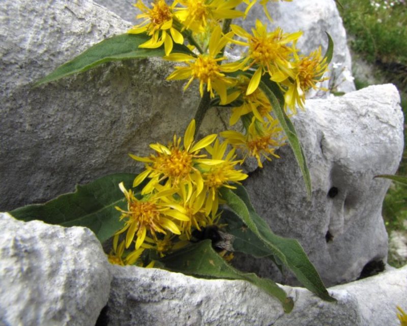 Planinska zlata rozga (Solidago virgaurea ssp. minuta), nad Lipanco, 2010-07-26 (Foto: Boris Gaberšček)