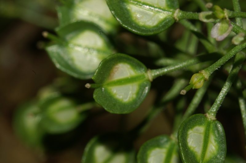 Neznana vrsta (Sp. sp.), Smrečje, 2007-10-07 (Foto: Benjamin Zwittnig)