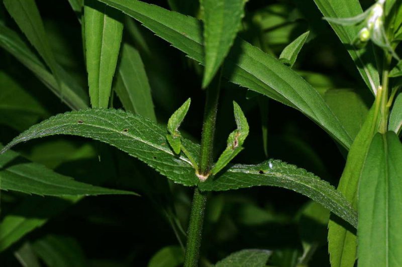 Močvirnati čišljak (Stachys palustris), Ljubljansko barje, 2008-06-28 (Foto: Benjamin Zwittnig)