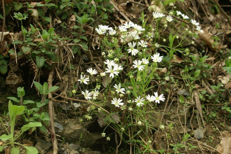 Velecvetna zvezdica (Stellaria holostea), Dobrova, 2008-04-15 (Foto: Benjamin Zwittnig)