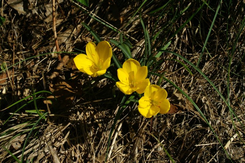 Rumena šternbergija (Sternbergia lutea), Podnanos, 2006-09-24 (Foto: Benjamin Zwittnig)