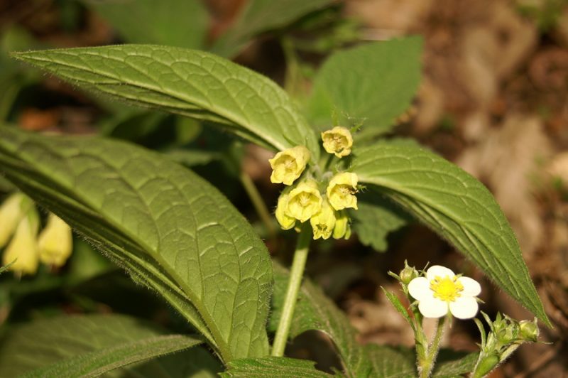 Gomoljasti gabez (Symphytum tuberosum), Polhov Gradec, 2007-04-14 (Foto: Benjamin Zwittnig)