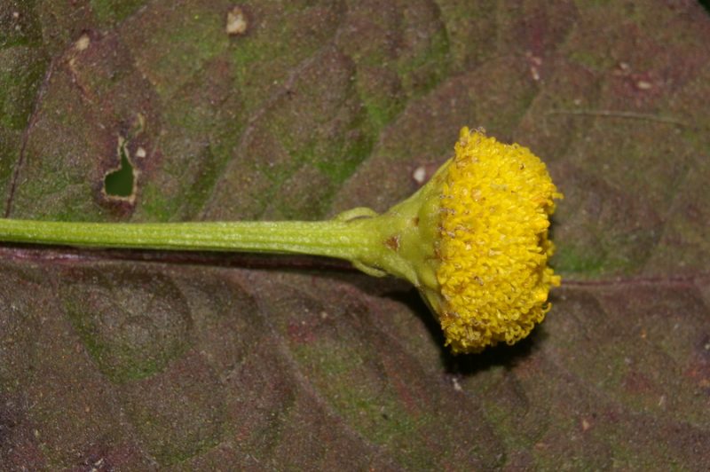 Navadni vratič (Tanacetum vulgare), Ljubljansko barje, 2007-09-23 (Foto: Benjamin Zwittnig)