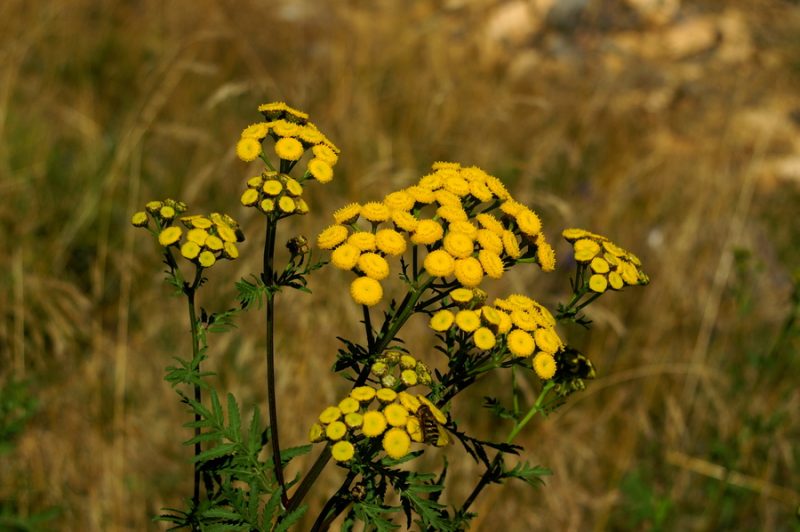 Navadni vratič (Tanacetum vulgare), Rogla, 2006-09-09 (Foto: Benjamin Zwittnig)