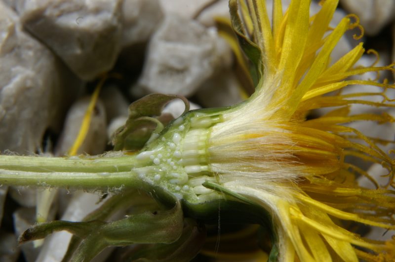 Navadni regrat (Taraxacum officinale), Preval (Toško čelo), 2009-04-18 (Foto: Benjamin Zwittnig)