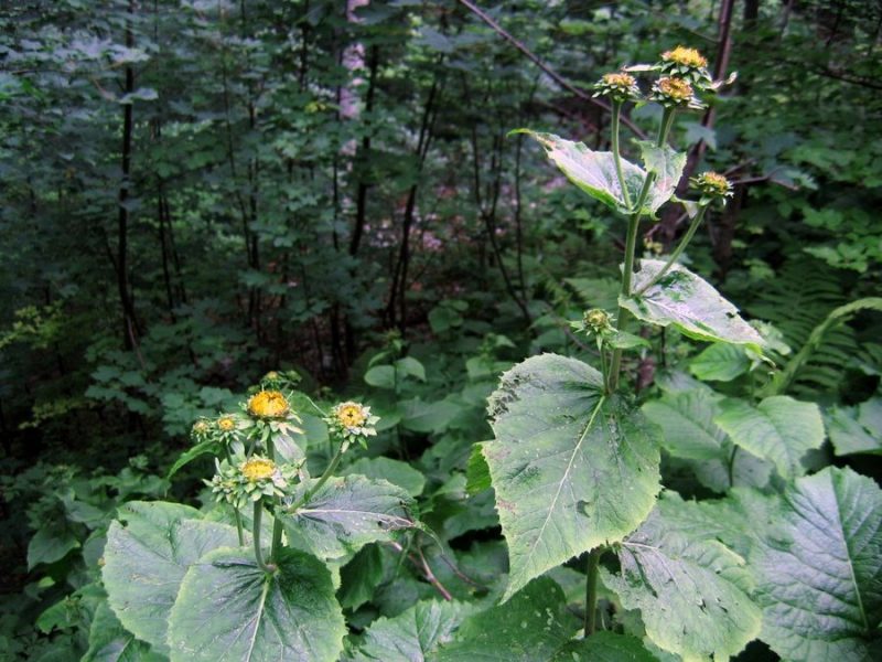 Navadna ognjica (Telekia speciosa), Snežnik, 2009-07-14 (Foto: Boris Gaberšček)