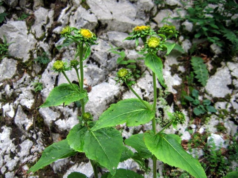 Navadna ognjica (Telekia speciosa), Snežnik, 2009-07-14 (Foto: Boris Gaberšček)