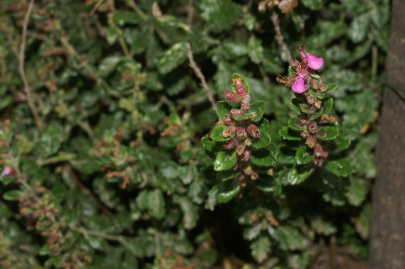 Navadni vrednik (Teucrium chamaedrys), Sv. Jakob (Katarina), 2007-08-18 (Foto: Benjamin Zwittnig)