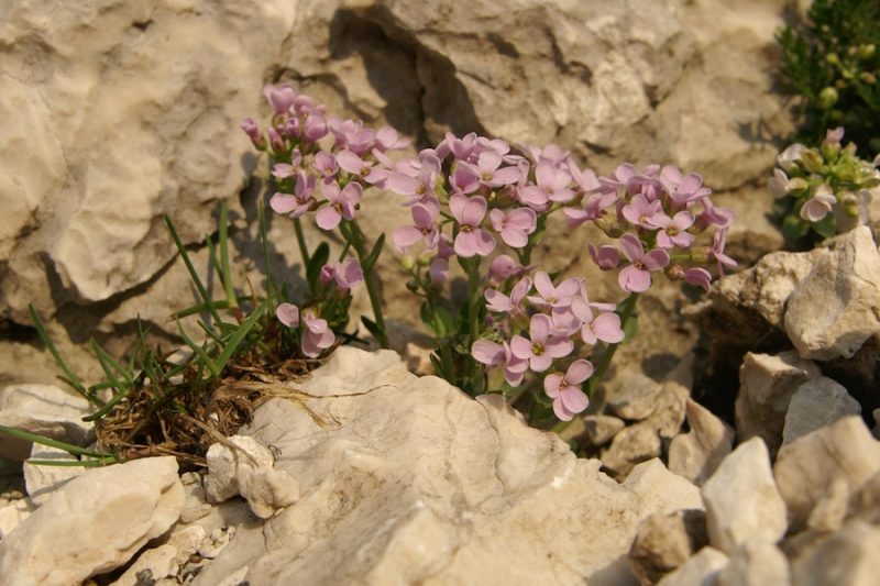 Okroglolistni mošnjak (Thlaspi cepeaefolium ssp. rotundifolium), vrh Plemenic (Triglav), 2009-08-01 (Foto: Benjamin Zwittnig)