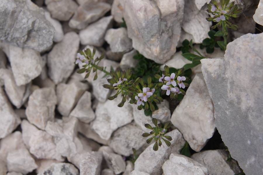Okroglolistni mošnjak (Thlaspi cepeaefolium ssp. rotundifolium), Krnica (Kanin), 2013-07-25 (Foto: Benjamin Zwittnig)