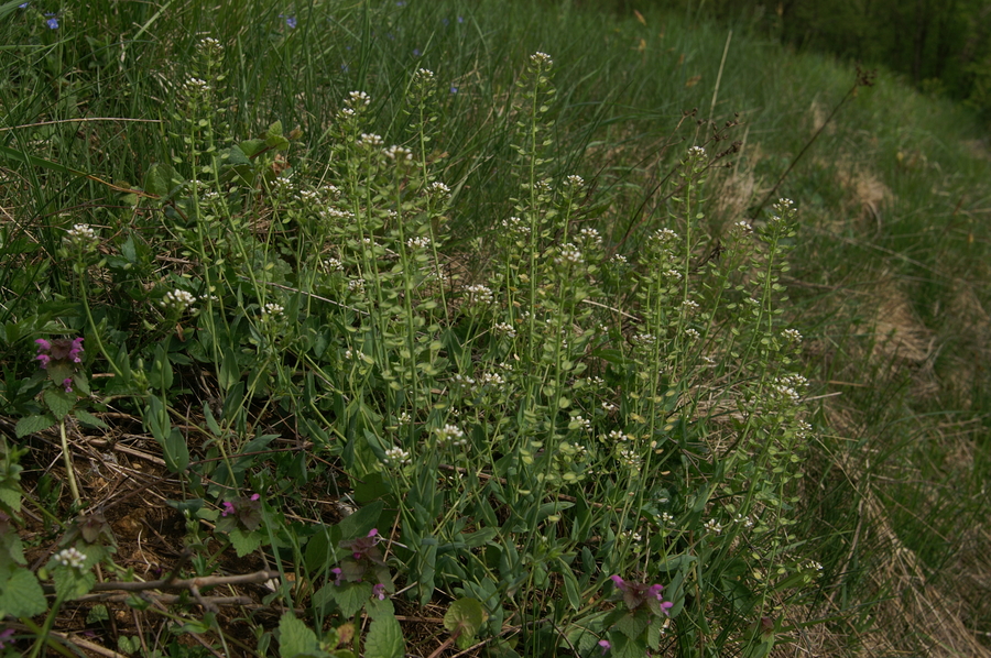 Prerasli mošnjak (Thlaspi perfoliatum), Setnica, 2009-04-26 (Foto: Benjamin Zwittnig)