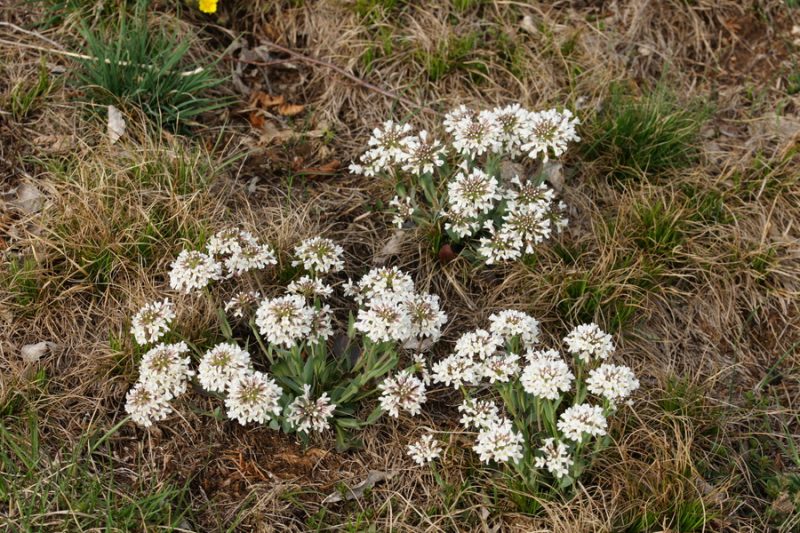 Prerasli mošnjak (Thlaspi perfoliatum), vznožje Nanosa, 2014-04-06 (Foto: Benjamin Zwittnig)